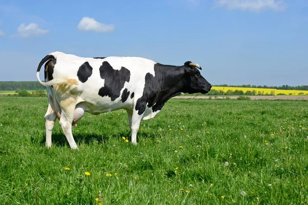 Αγελάδα Θερινό Βοσκότοπο — Φωτογραφία Αρχείου