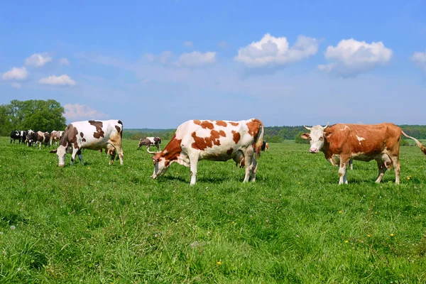 Las Vacas Pasto Verano — Foto de Stock