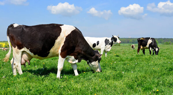 Cows  on a summer pasture