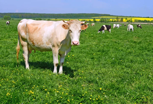 Tehenek Nyári Legelőn — Stock Fotó