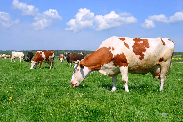 Tehenek Nyári Legelőn — Stock Fotó