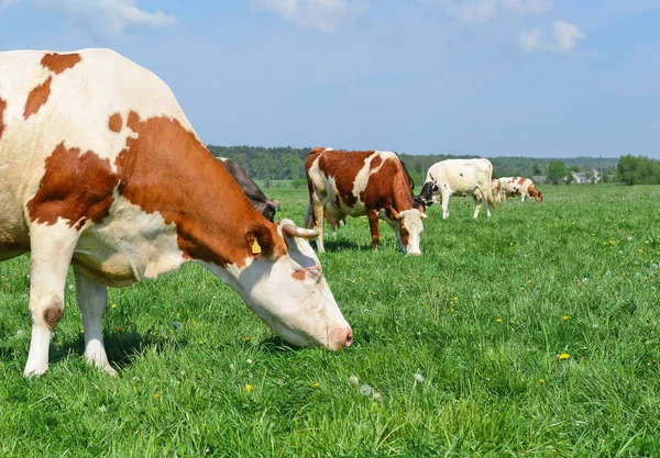 Koeien Een Zomerweide — Stockfoto