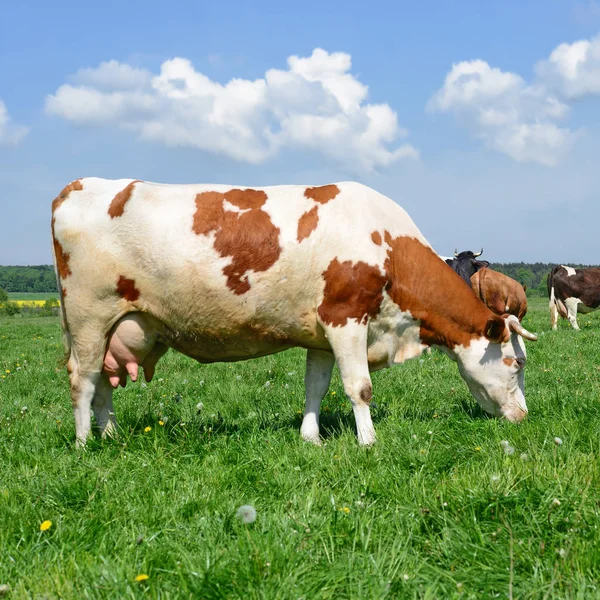 Tehenek Nyári Legelőn — Stock Fotó