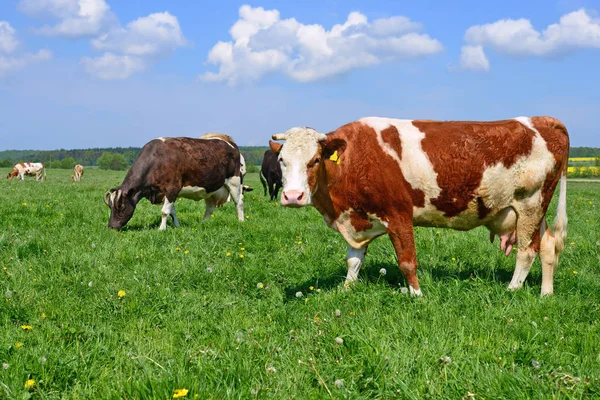 Koeien Een Zomerweide — Stockfoto