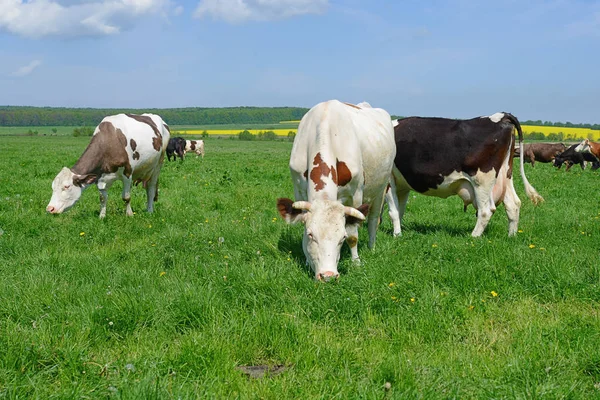 Vaches Sur Pâturage Été — Photo