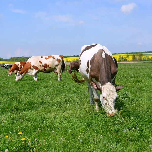 Kühe Auf Einer Sommerweide — Stockfoto