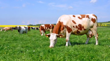 Yaz otlağında inekler