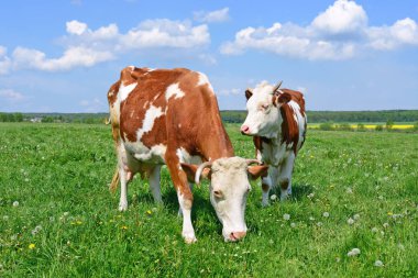 Yaz mera üzerinde anne yanında buzağı
