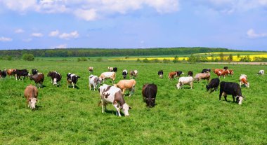 Yaz otlağında inekler