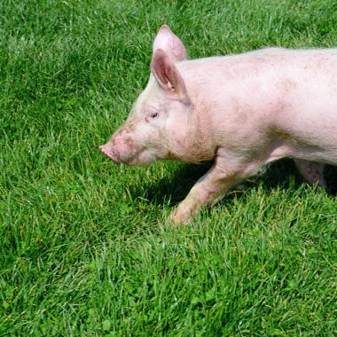 Yeşil çimenlerin üzerinde küçük domuz