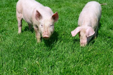 kırsal manzara yeşil çimenlerin üzerinde küçük domuz