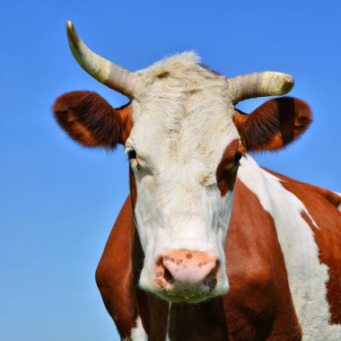 gökyüzü bir inek başkanı