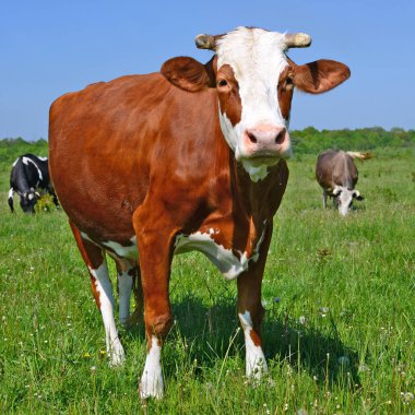 Yaz otlağında inekler