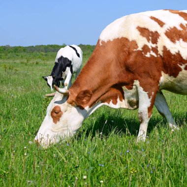 Yaz otlağında inekler