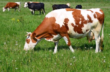 Yaz otlağında inekler