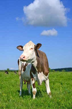 Yaz otlağında inek. 