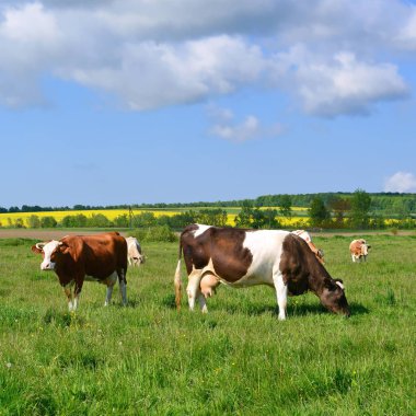 Yaz otlağında inekler
