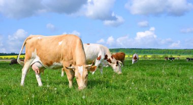 Yaz otlağında inekler