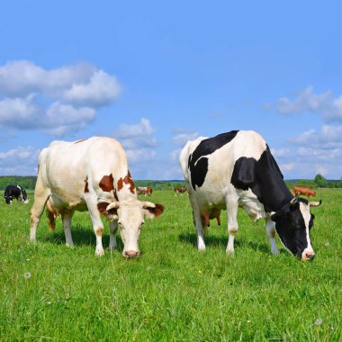 Yaz otlağında inekler