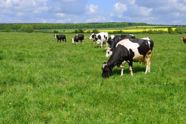 Yaz otlağında inekler