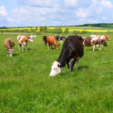 Yaz otlağında inekler
