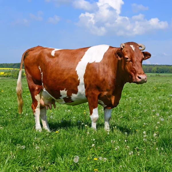 Vache Dans Pâturage Été — Photo