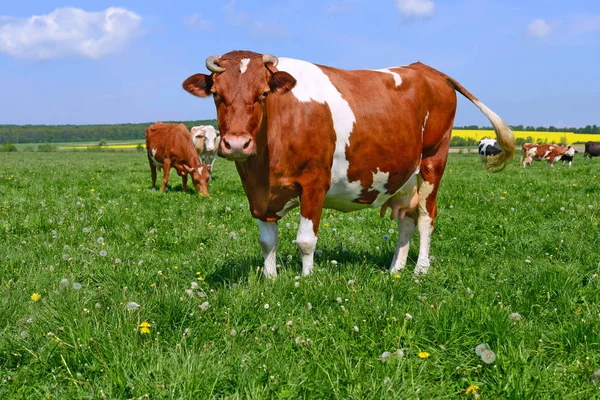 Tehenek Nyári Legelőn — Stock Fotó