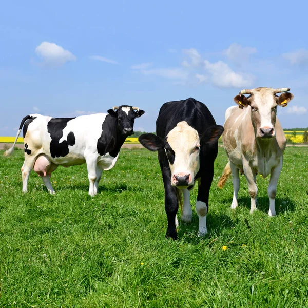 Cows Summer Pasture — Stock Photo, Image