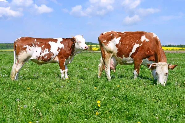 Das Kalb Der Nähe Der Mutter Auf Der Sommerweide — Stockfoto