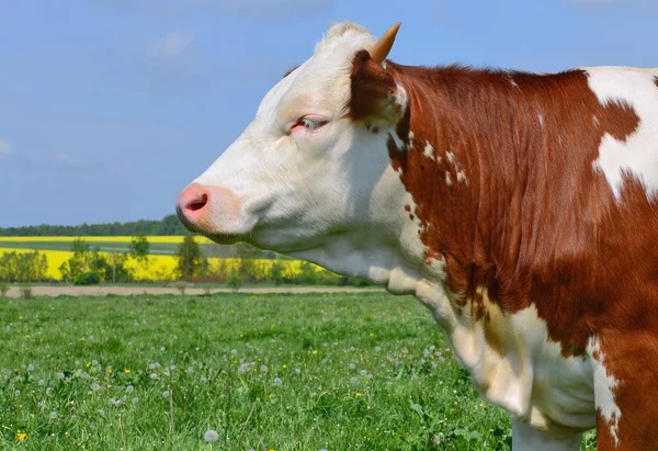 Calf Summer Pasture — Stock Photo, Image