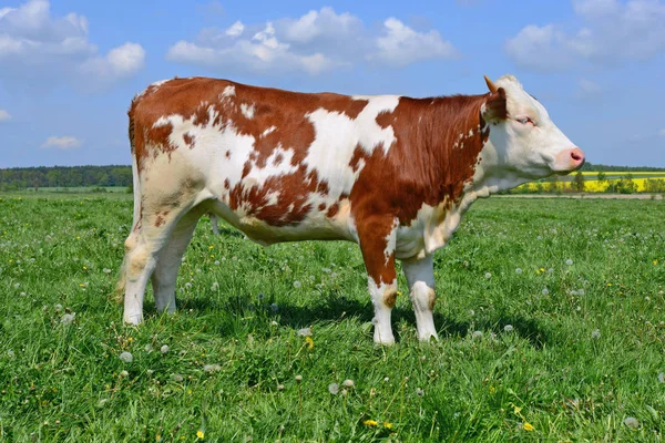 Het Kalf Een Zomer Weiland — Stockfoto