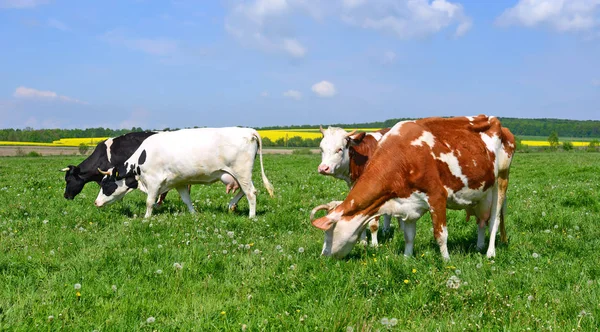 Las Vacas Pasto Verano —  Fotos de Stock