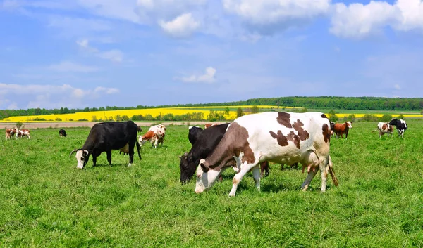 Kühe Auf Einer Sommerweide — Stockfoto