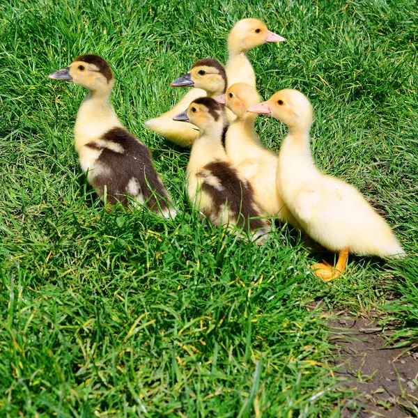 Ducklings Walk Summer Landscape — Stock Photo, Image