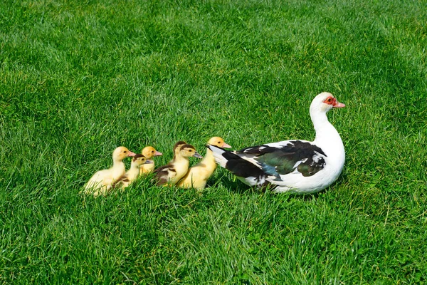 Pato Con Patitos Para Paseo Paisaje Verano — Foto de Stock