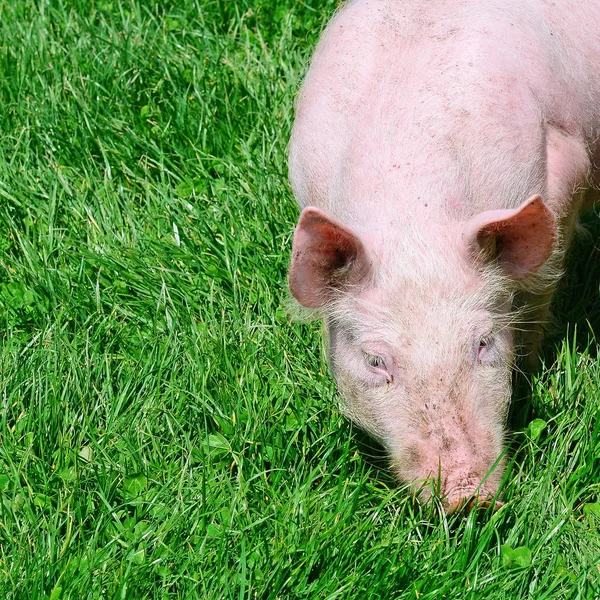 Porc Mic Iarbă Verde — Fotografie, imagine de stoc