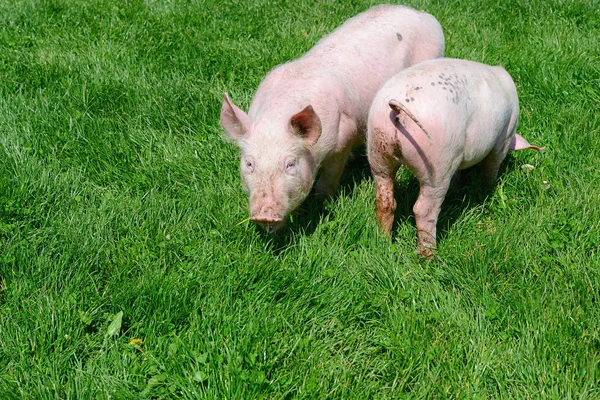 Cerdos Pequeños Sobre Una Hierba Verde Paisaje Rural — Foto de Stock