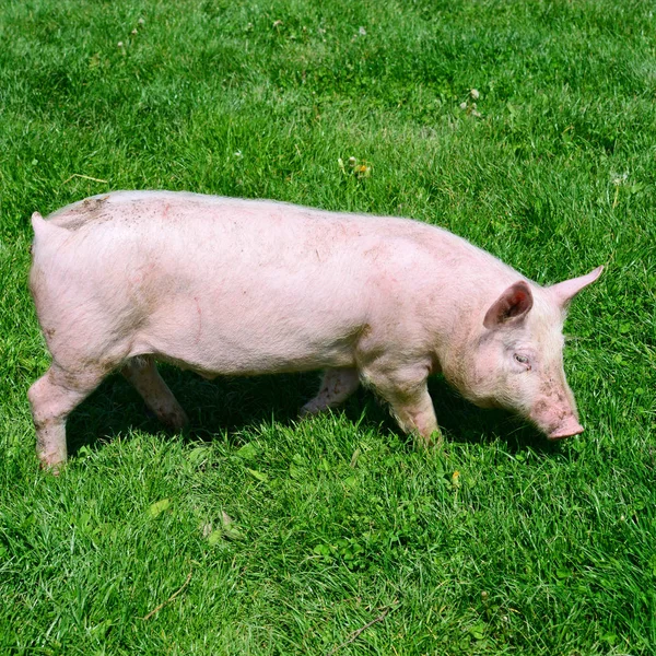 Kleines Schwein Auf Grünem Gras — Stockfoto