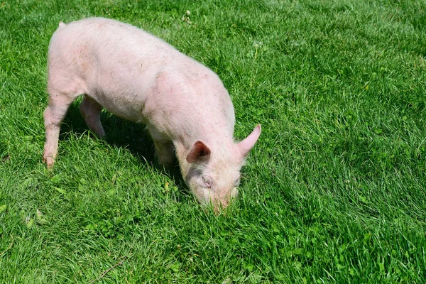 Porc Mic Iarbă Verde — Fotografie, imagine de stoc