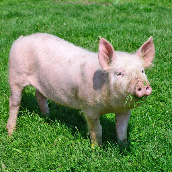Маленькая свинья на зеленой траве
