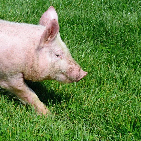 Kleine Varkens Een Groen Gras — Stockfoto