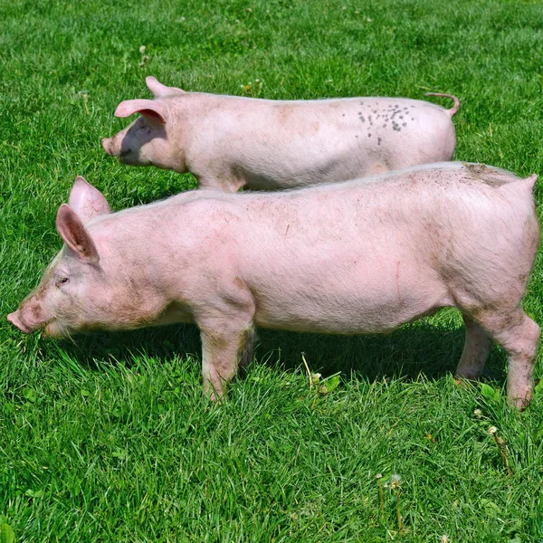 Pequenos Porcos Uma Grama Verde Uma Paisagem Rural — Fotografia de Stock
