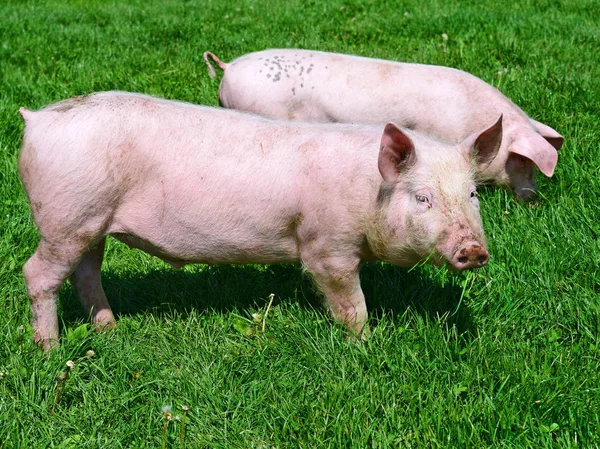 Kleine Varkens Een Groen Gras Een Landelijke Omgeving — Stockfoto