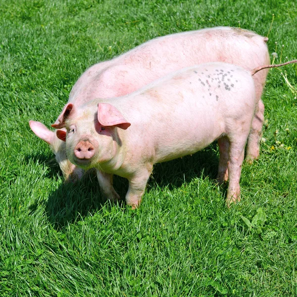 Pequenos Porcos Uma Grama Verde Uma Paisagem Rural — Fotografia de Stock