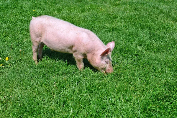 Kleine Varkens Een Groen Gras — Stockfoto