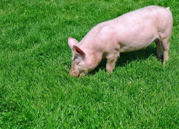 Kleine Varkens Een Groen Gras — Stockfoto