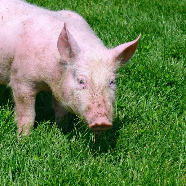 在绿色草地上的小猪 — 图库照片