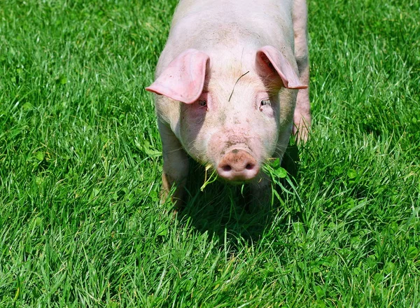 Kleine Varkens Een Groen Gras — Stockfoto