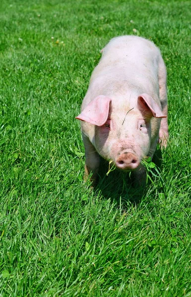 Pequeno Porco Uma Grama Verde — Fotografia de Stock