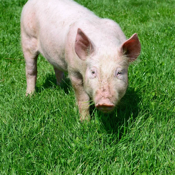 Porc Mic Iarbă Verde — Fotografie, imagine de stoc